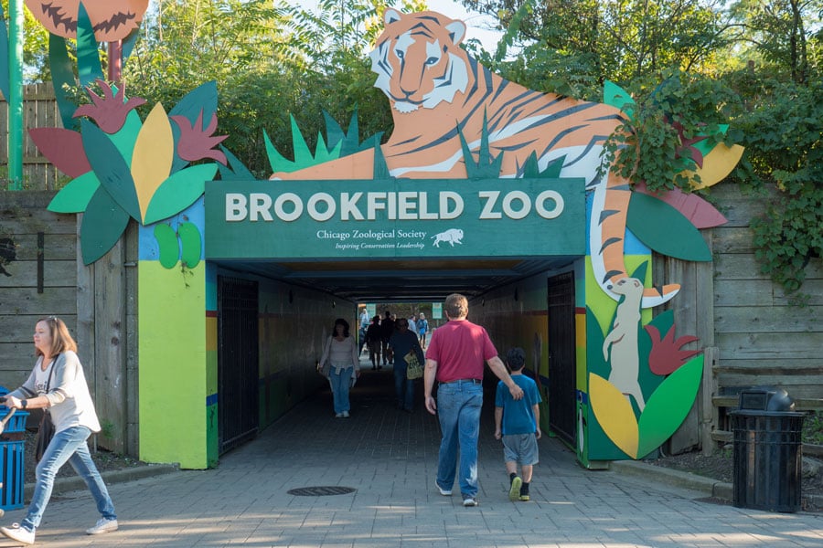 does-brookfield-zoo-have-elephants-and-other-faqs